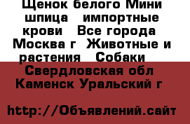 Щенок белого Мини шпица , импортные крови - Все города, Москва г. Животные и растения » Собаки   . Свердловская обл.,Каменск-Уральский г.